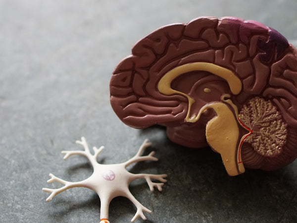 Boostez votre puissance cerebrale avec ces 4 composes nootropiques souterrains et tres efficaces que la plupart des gens ne connaissent pas